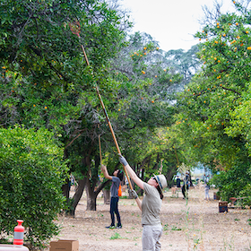 Volunteers harvest Valencia oranges from the CSUN Orange Grove for Food Forward, in June 2018. CSUN's Institute for Sustainability and Food Forward have worked together to harvest oranges for those in need since 2010. Photo by David J. Hawkins.